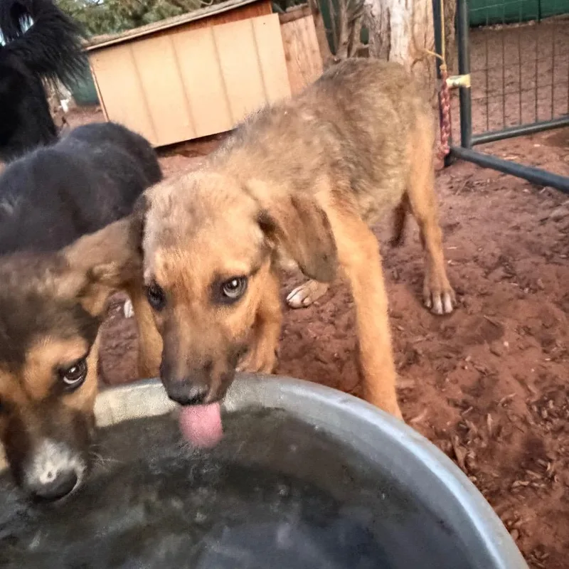 A baby small-sized female Brown / Chocolate Mixed Breed dog named Peanut Butter Patty for adoption in Moab, UT