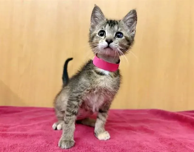 A baby small-sized female Domestic Short Hair cat named Peggy for adoption in Saint Louis, MO