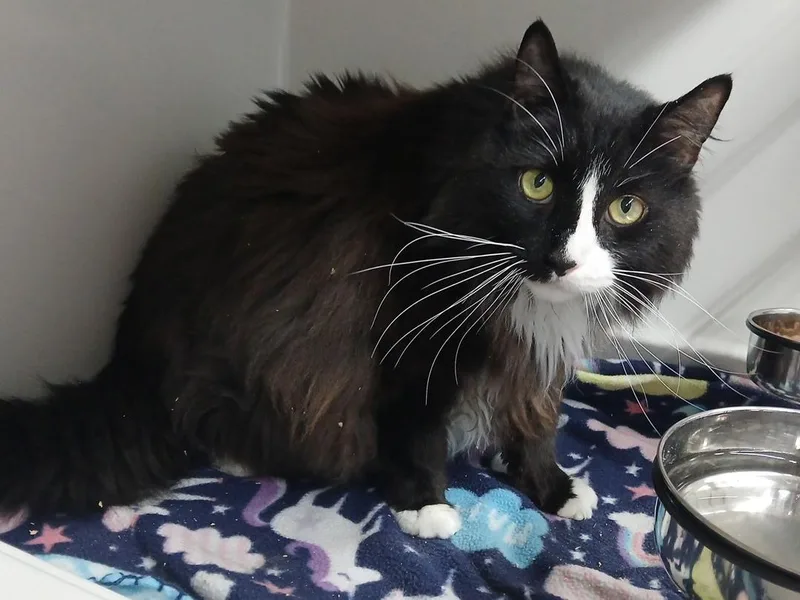 An adult large-sized female Black & White / Tuxedo Domestic Short Hair cat named Lily and Ragtop BONDED for adoption in Mount Vernon, OH