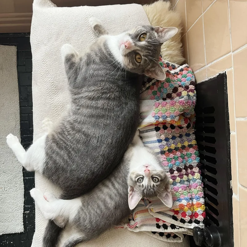 A baby medium-sized male Tabby (Gray / Blue / Silver) Domestic Short Hair cat named Origami + Cootie Catcher for adoption in BROOKLYN, NY