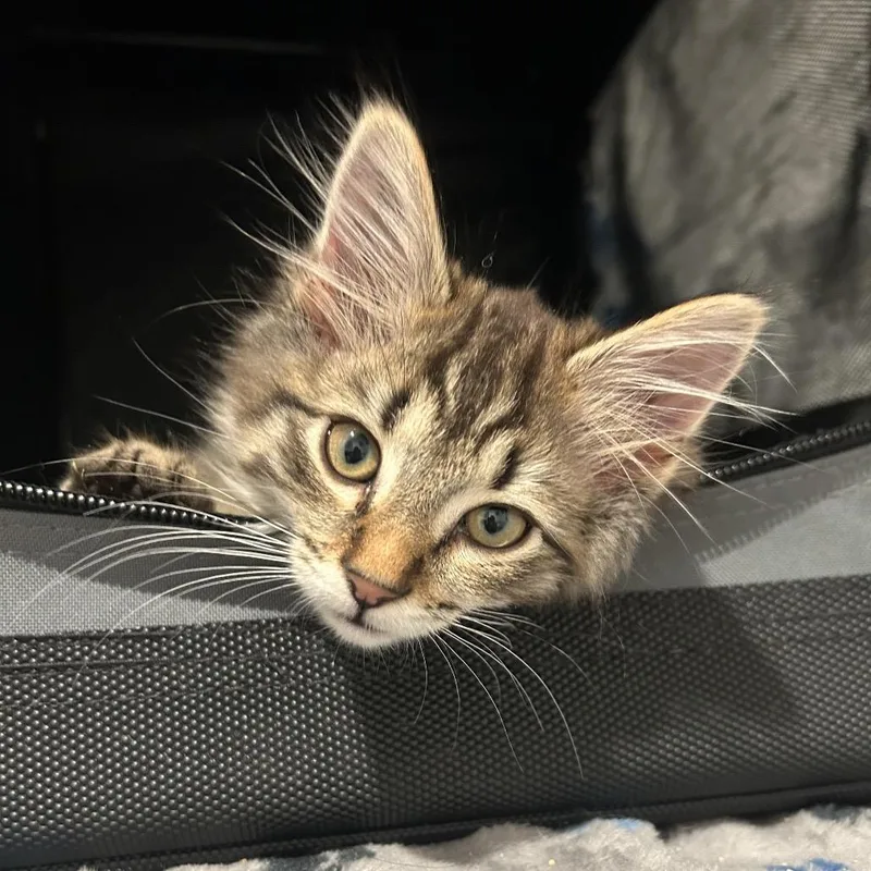 A baby small-sized male Brown / Chocolate Domestic Short Hair cat named Camp St Shaggy for adoption in Westport, CT