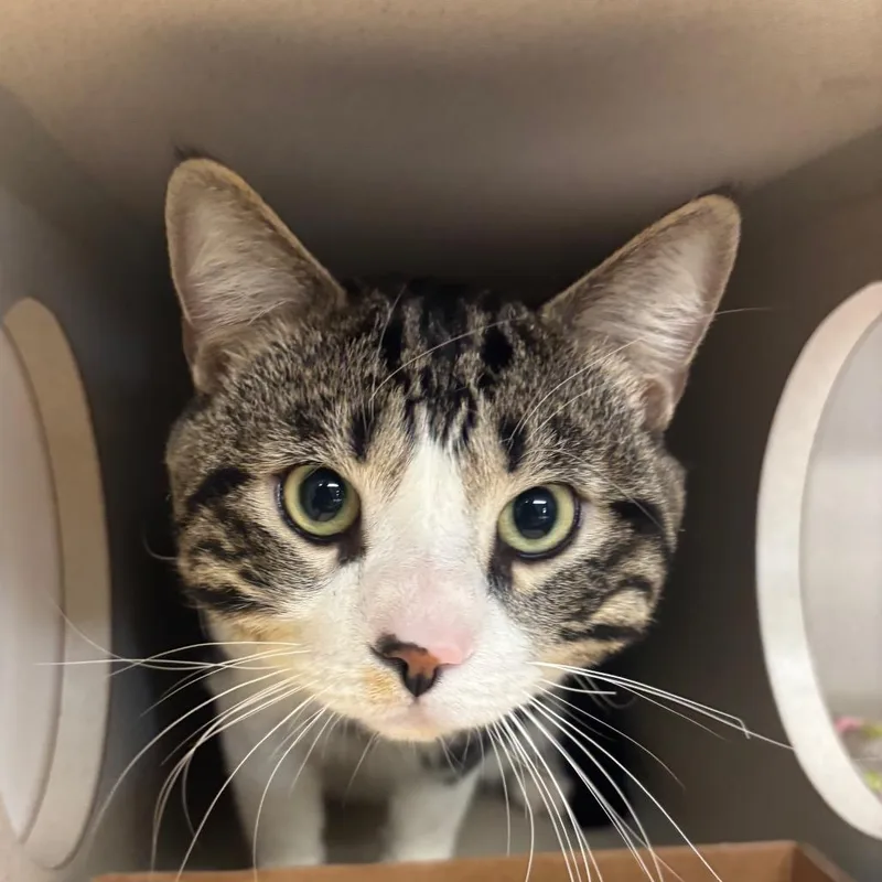 An adult large-sized male Brown / Chocolate Domestic Short Hair cat named Humphrey for adoption in Hamburg, NY