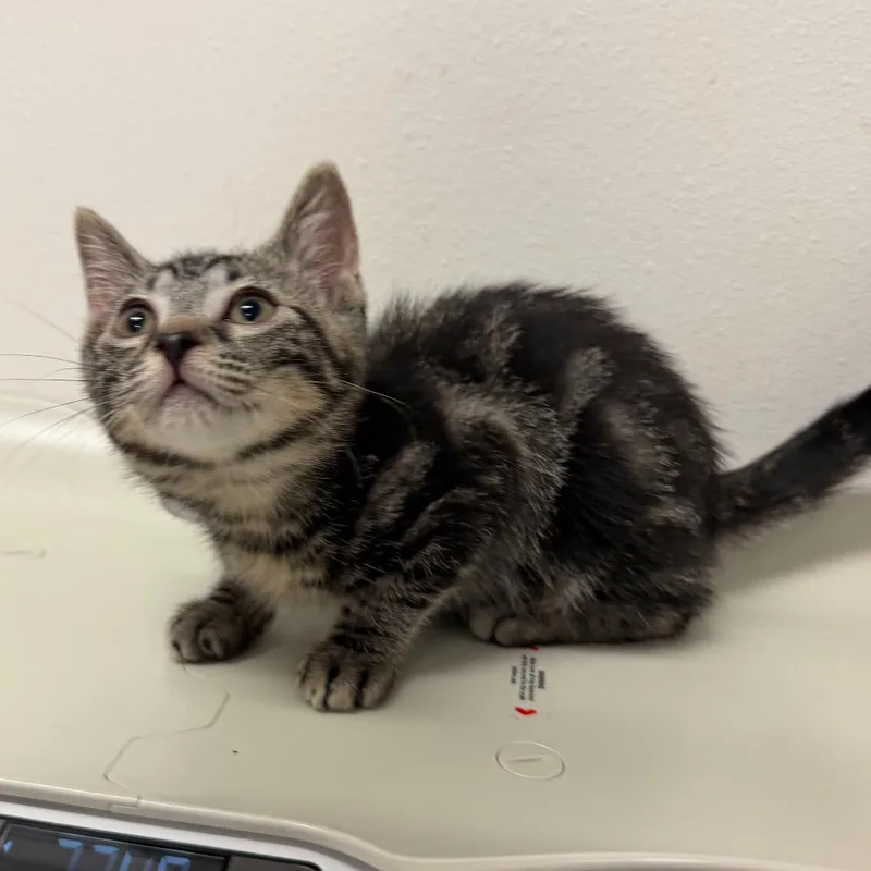 A baby small-sized female Domestic Short Hair cat named Feta for adoption in Edinburg, TX