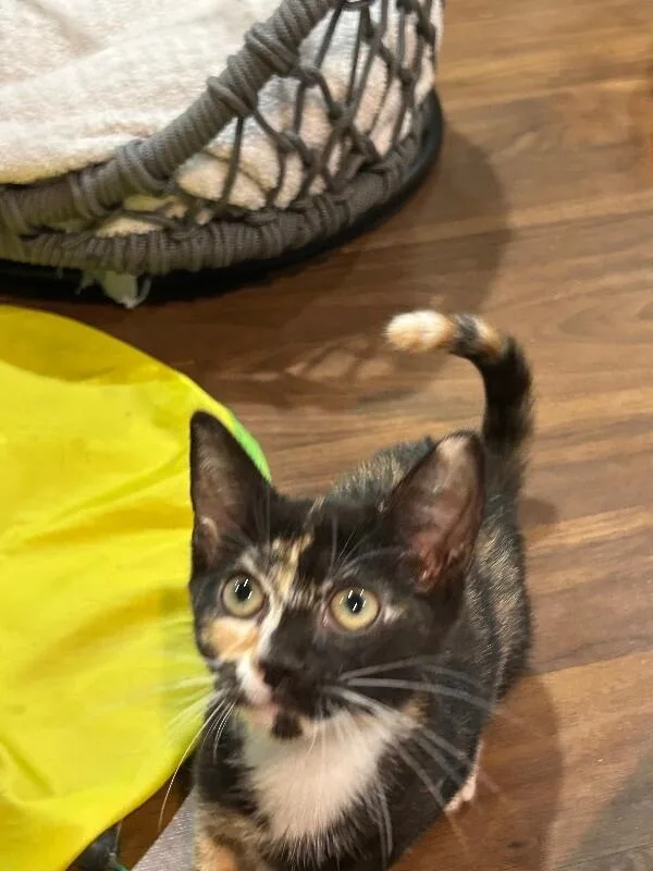 A young medium-sized female Tortoiseshell Domestic Short Hair cat named Cotton Candy for adoption in North Babylon, NY