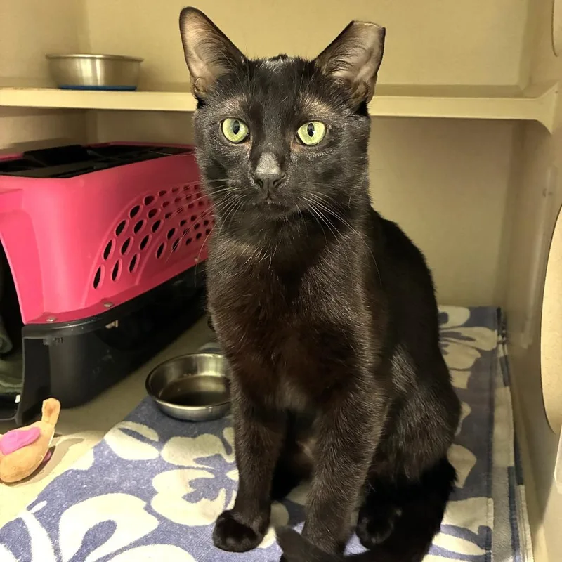 An adult large-sized male Black Domestic Short Hair cat named Valentino for adoption in Skokie, IL