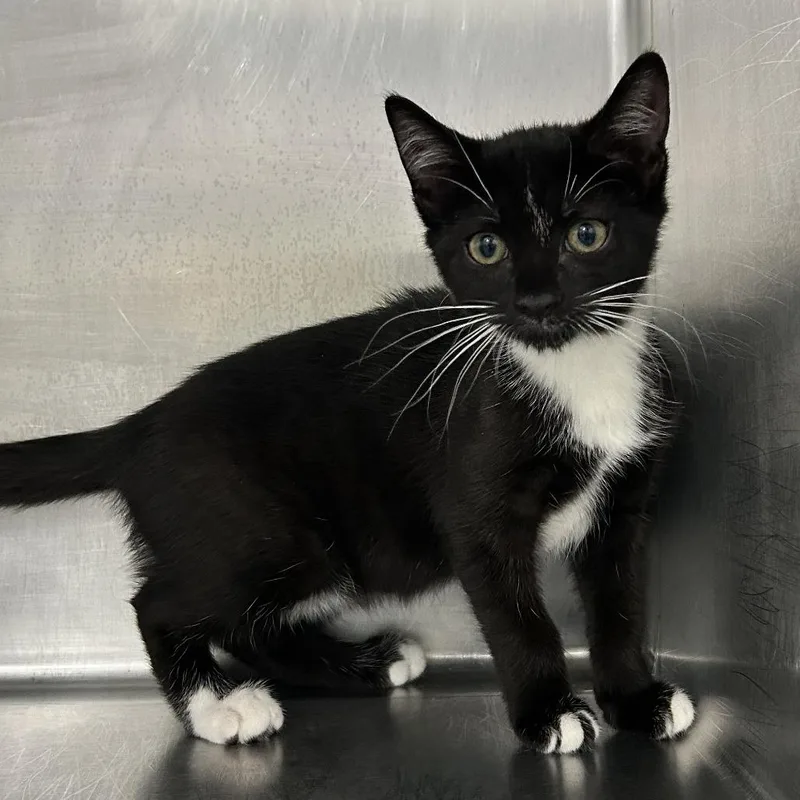 A baby small-sized female Black Domestic Short Hair cat named Ana for adoption in Newark, NJ