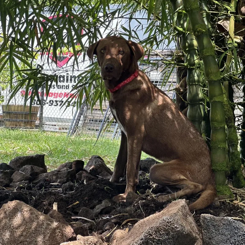 An adult medium-sized female Brown / Chocolate Chocolate Labrador Retriever dog named Cinderella for adoption in Keaau, HI