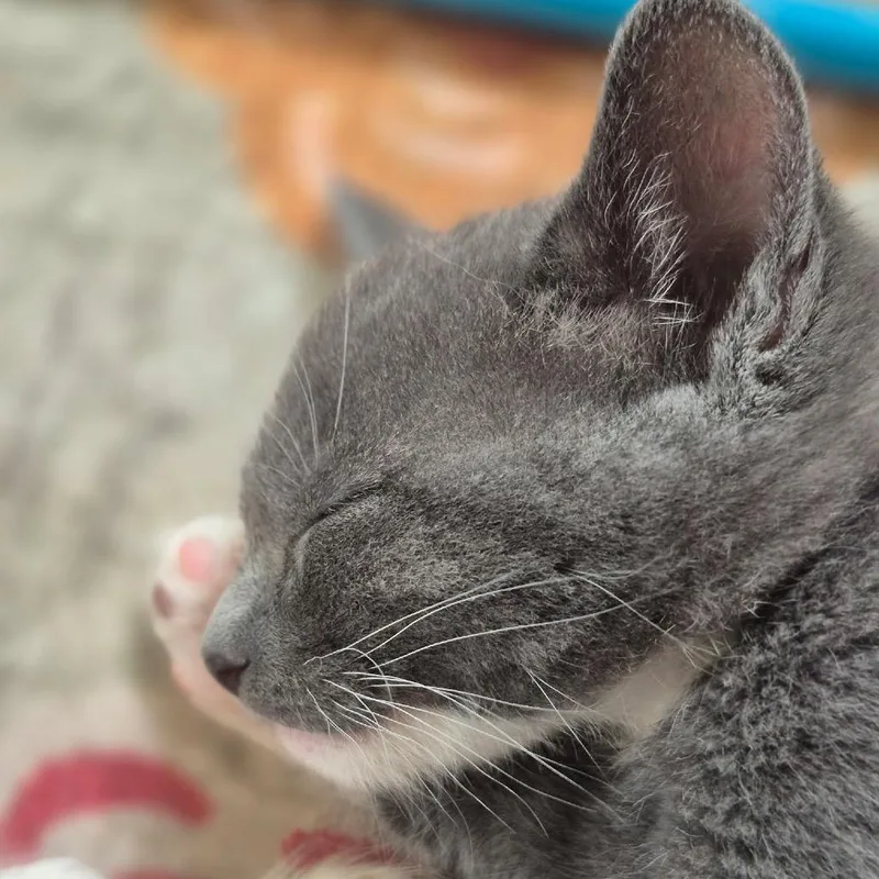 A baby small-sized male Gray / Blue / Silver Domestic Short Hair cat named Gary for adoption in Idaho Falls, ID
