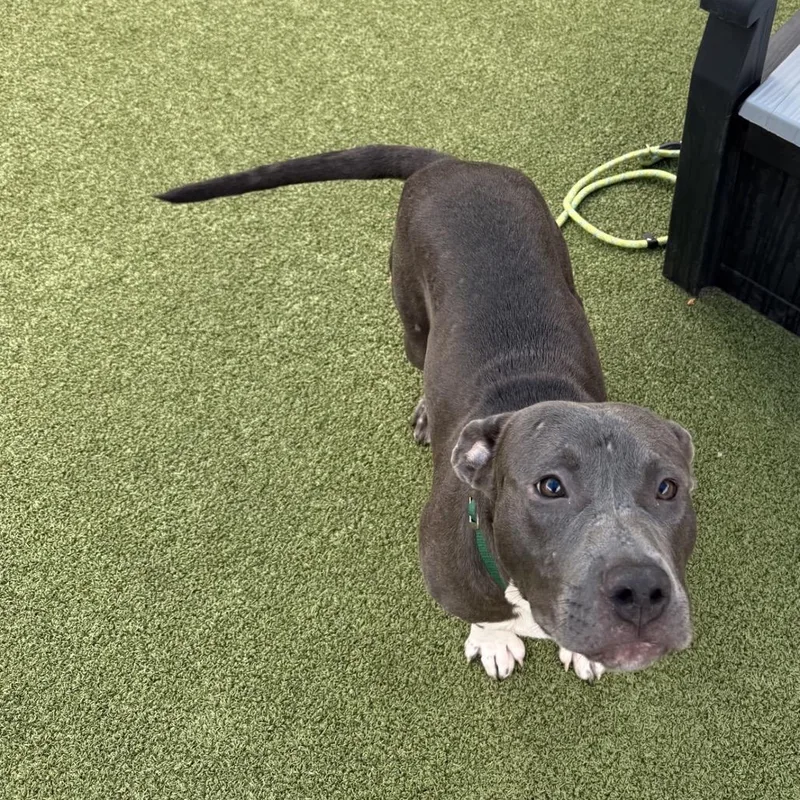 A young medium-sized male Gray / Blue / Silver Mixed Breed dog named Gardener for adoption in Greensboro, NC