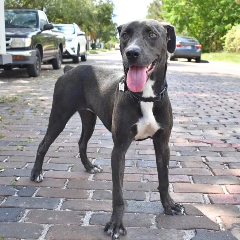A young medium-sized female Mixed Breed dog named Snookie for adoption in Saint Petersburg, FL