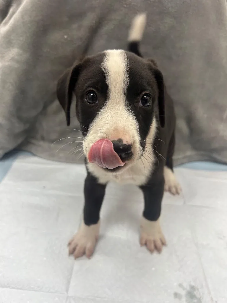 Tux