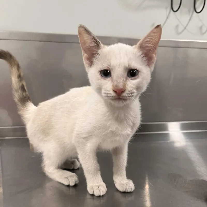 A baby small-sized female Cream / Ivory Domestic Short Hair cat named Juliet for adoption in Washburn, MO