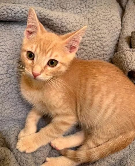 A baby medium-sized male Tabby (Orange / Red) Domestic Short Hair cat named Ed for adoption in oceanside, CA