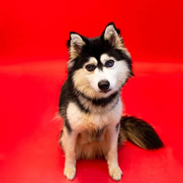 An adult medium-sized male Siberian Husky dog named Pen Gideon for adoption in Lawrenceville, GA