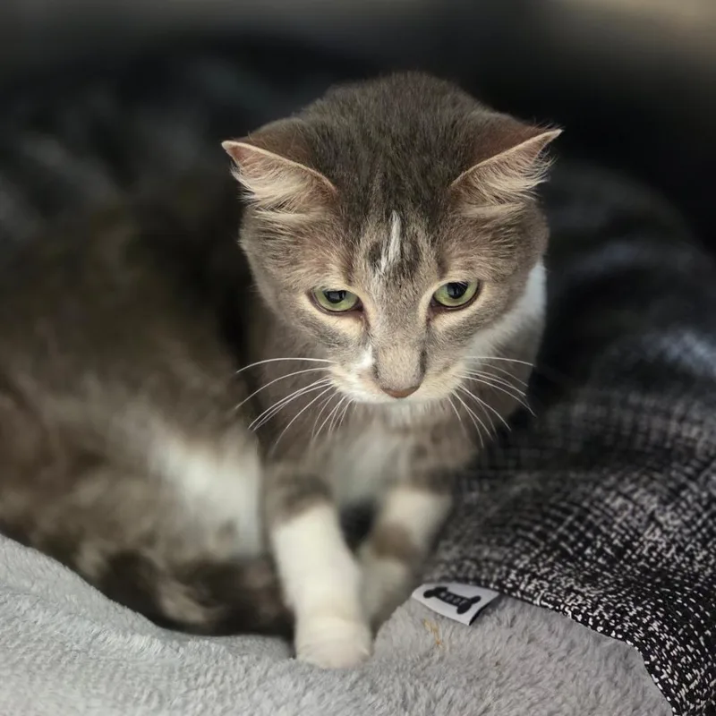 A senior medium-sized male Gray / Blue / Silver Domestic Short Hair cat named Buddy for adoption in Charleston, WV