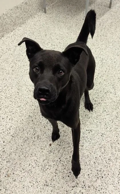 An adult large-sized female Mixed Breed dog named Yuki for adoption in Atlanta, GA