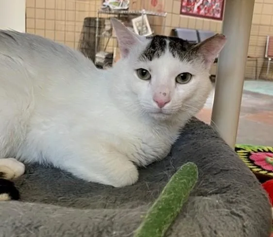 An adult medium-sized male Domestic Short Hair cat named Jonsie for adoption in Springfield, MA