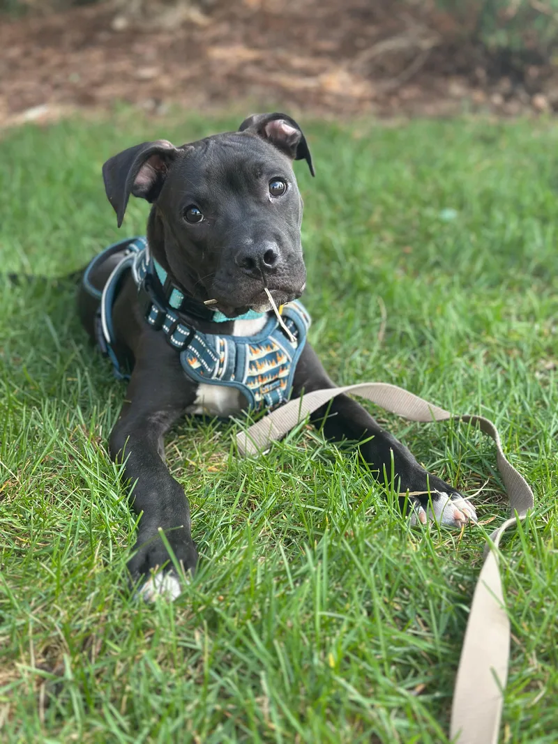 A baby large-sized male Pit Bull Terrier dog named Artemis for adoption in Mooresville, NC
