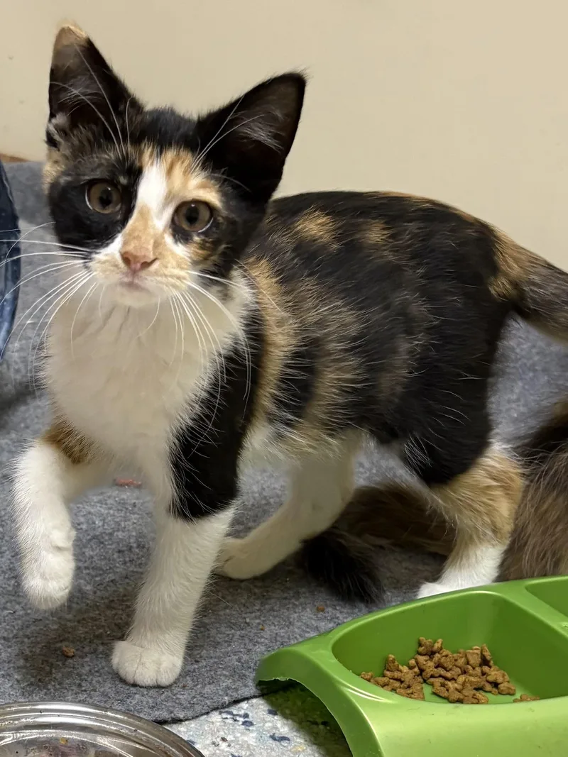A baby small-sized female Domestic Short Hair cat named Moana for adoption in Faribault, MN