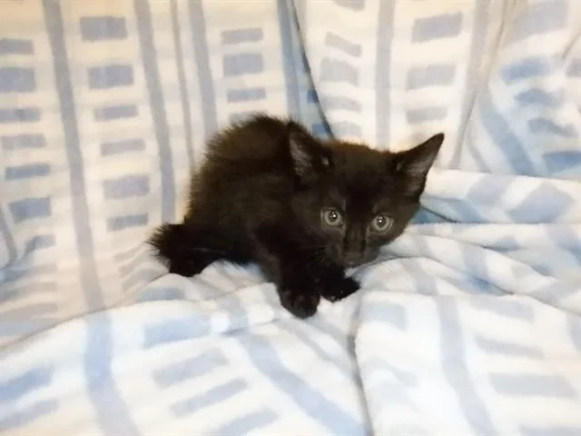 A baby small-sized female Domestic Short Hair cat named Dandelion for adoption in San Jose, CA