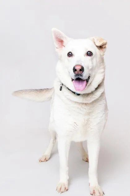 A senior large-sized female Mixed Breed dog named Akira for adoption in Sevierville, TN