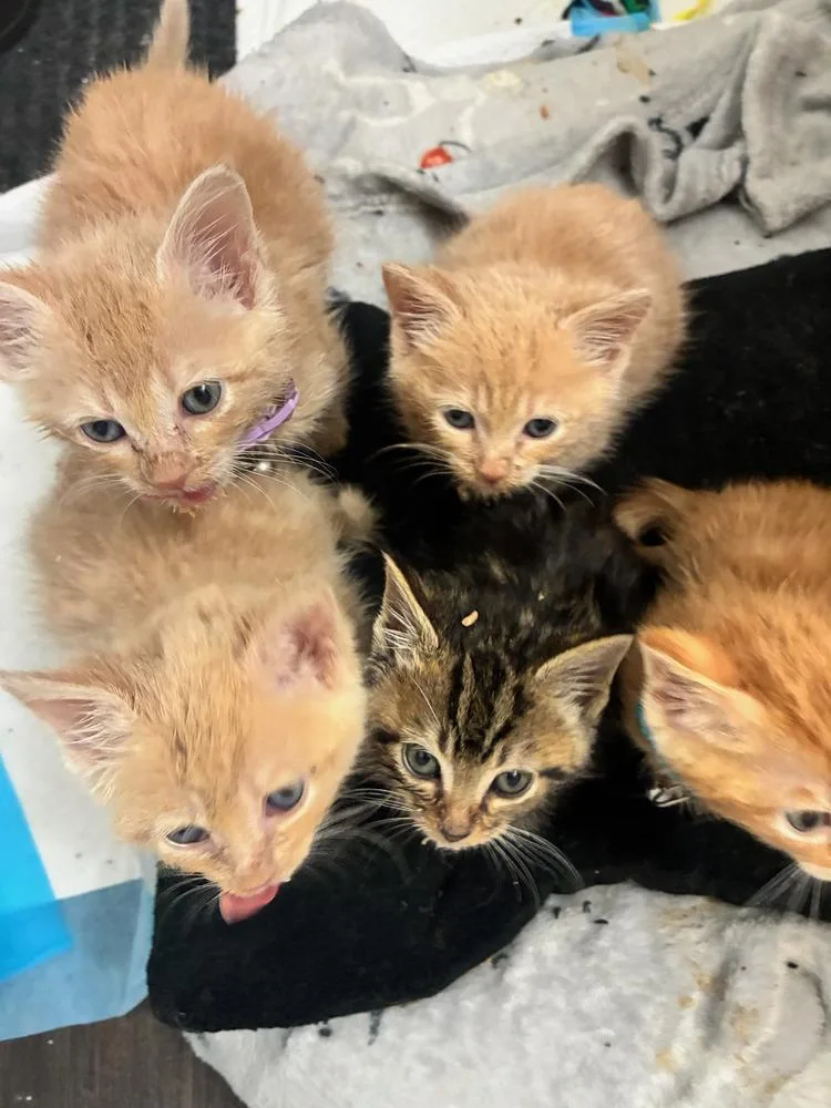 A baby small-sized male Domestic Medium Hair cat named Oriole for adoption in Wilmington, NC