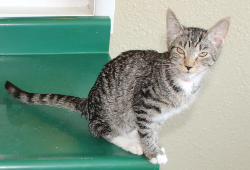 A baby medium-sized female Brown / Chocolate Domestic Short Hair cat named Vista for adoption in Huron, SD