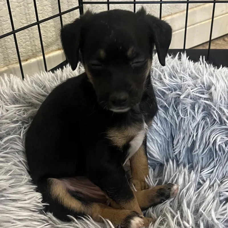 A baby small-sized male Brown / Chocolate Mixed Breed dog named Howden for adoption in Las Vegas, NV