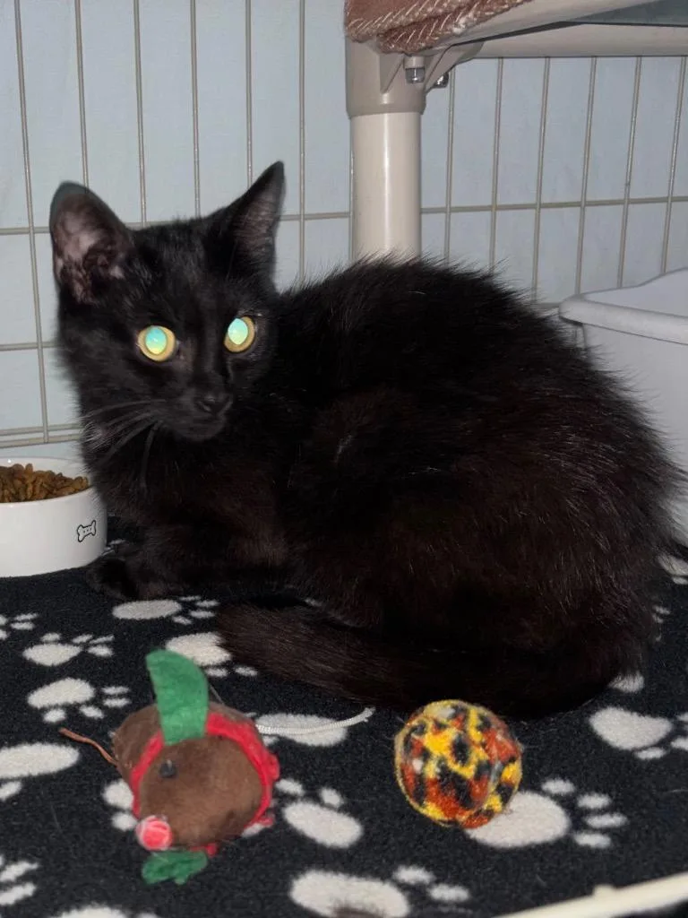A young medium-sized male Domestic Short Hair cat named Vanta for adoption in Hartford City, IN