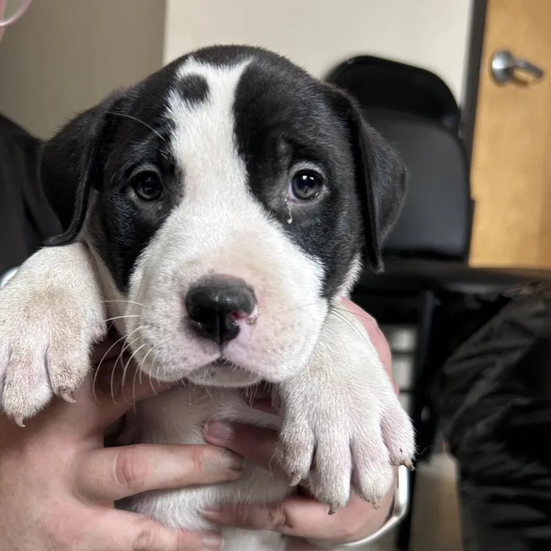 A baby medium-sized male White / Cream Pit Bull Terrier dog named Bolder for adoption in Mount Gilead, NC