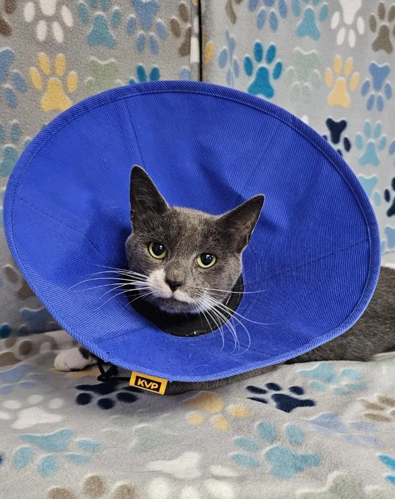 A young medium-sized male Domestic Short Hair cat named Danny for adoption in Wabash, IN