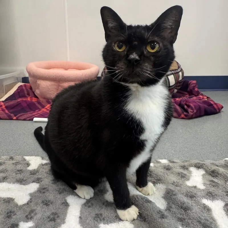 A senior large-sized female Black Domestic Short Hair cat named Jazz for adoption in West Palm Beach, FL