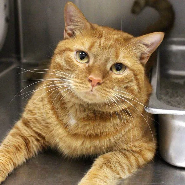 An adult medium-sized male Domestic Short Hair cat named Soup for adoption in Des Moines, IA