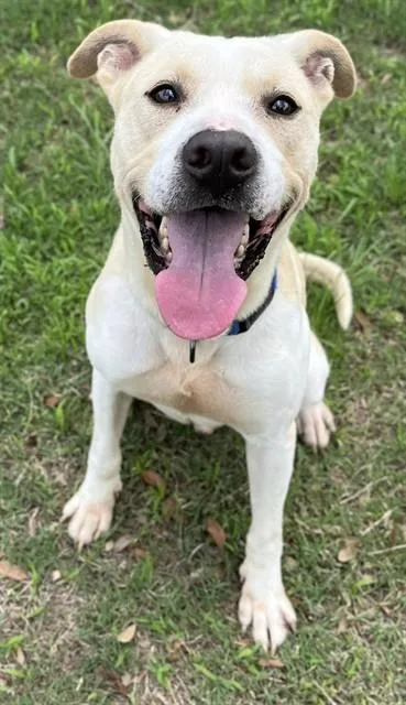 An adult large-sized male Pit Bull Terrier dog named Hawkeye for adoption in Augusta, GA
