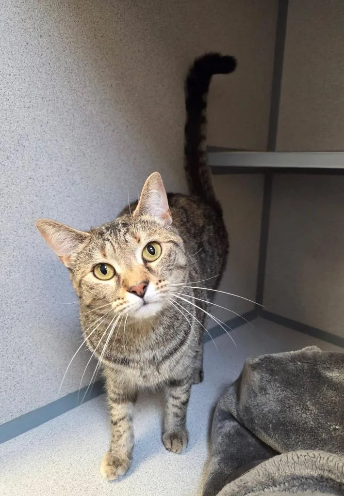 A young large-sized female Domestic Short Hair cat named Joy for adoption in Liverpool, NY