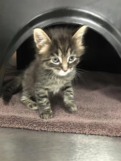 A baby small-sized male Domestic Short Hair cat named Simon for adoption in Dallas, TX