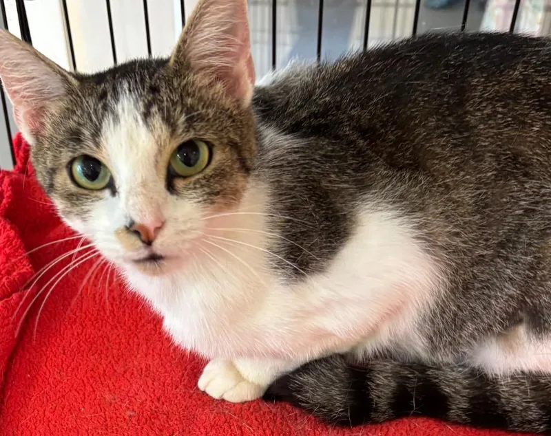 A baby medium-sized female Domestic Short Hair cat named Stella for adoption in Elizabethton, TN