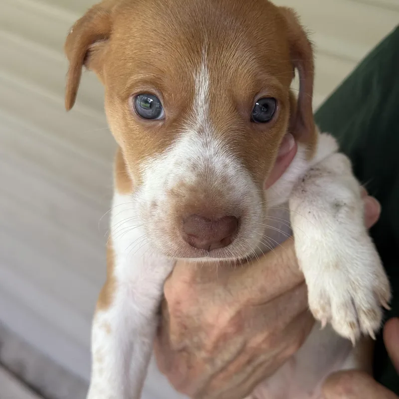 A baby medium-sized female Golden Feist dog named Pearl for adoption in Heber Springs, AR