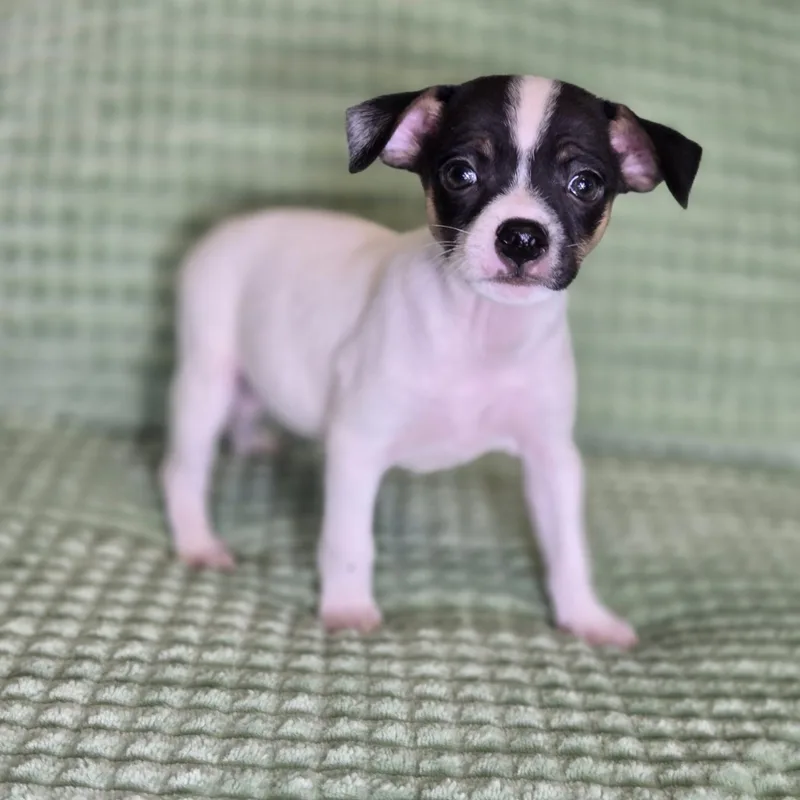 A baby small-sized male Black Rat Terrier dog named Titan for adoption in Mansfield, TX