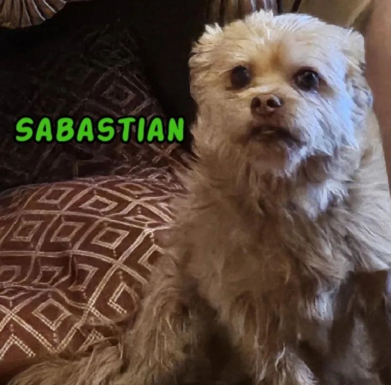 A senior small-sized male Shih Tzu dog named Sebastian My Home to for adoption in Rustburg, VA