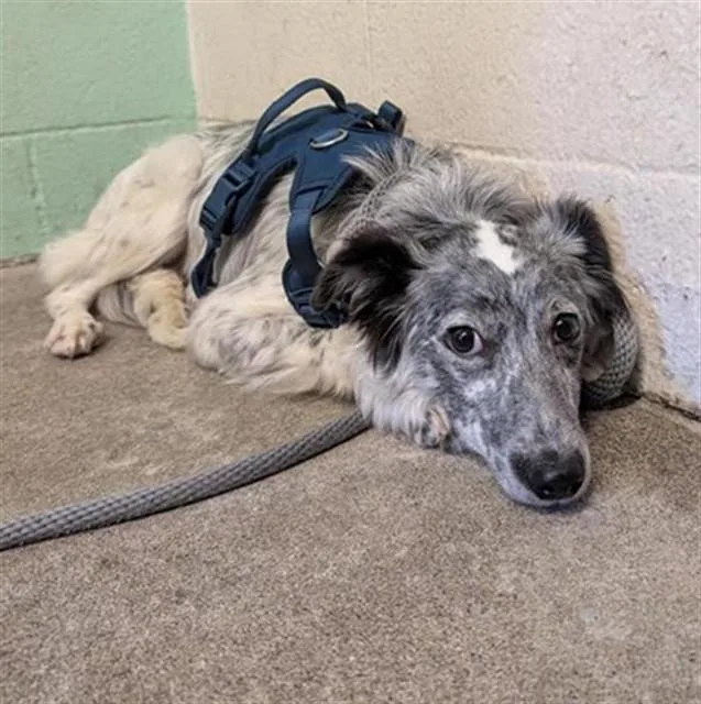 A young medium-sized female Border Collie dog named Betty for adoption in Sacramento, CA