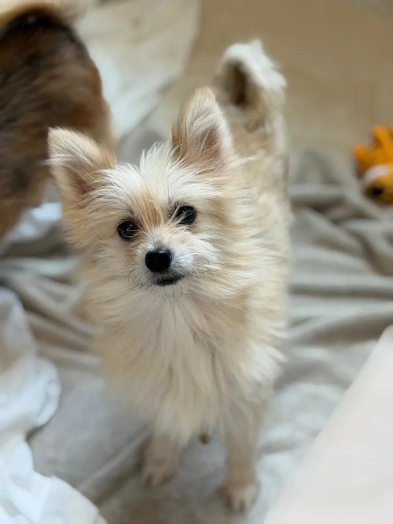 A young small-sized female Terrier dog named Prima for adoption in Columbia, IL