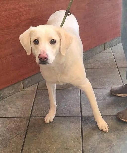 An adult medium-sized female Labrador Retriever dog named Izzy  Bonded With for adoption in Hillside, IL