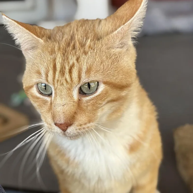 Hummus thumbnail 4