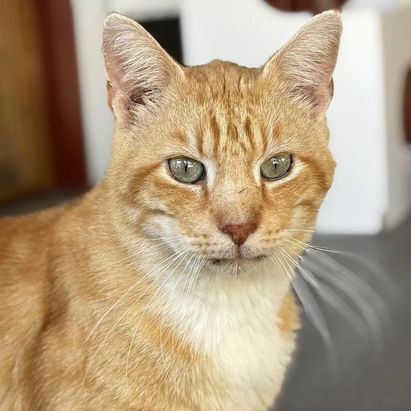 Hummus thumbnail 6