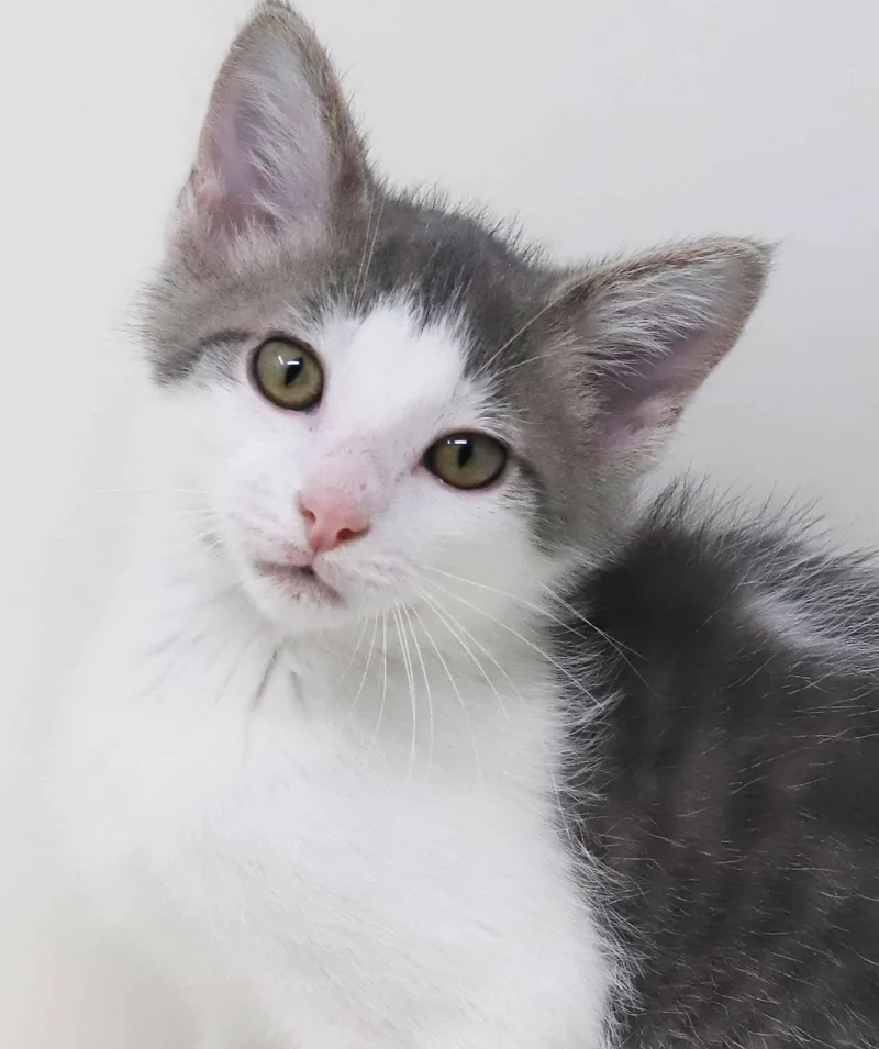 A baby small-sized male Gray / Blue / Silver Russian Blue cat named Pluto is going to for adoption in Bedford Hills, NY