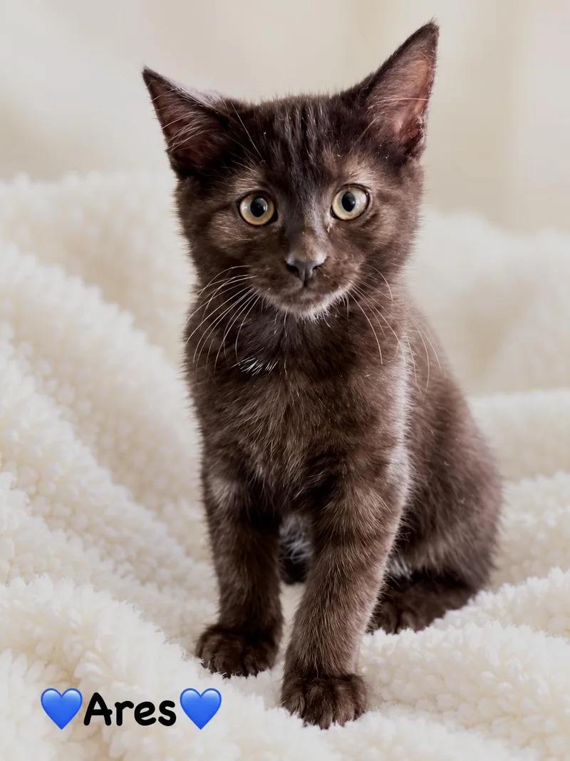 A baby medium-sized male Black Domestic Short Hair cat named Ares for adoption in Copley, OH