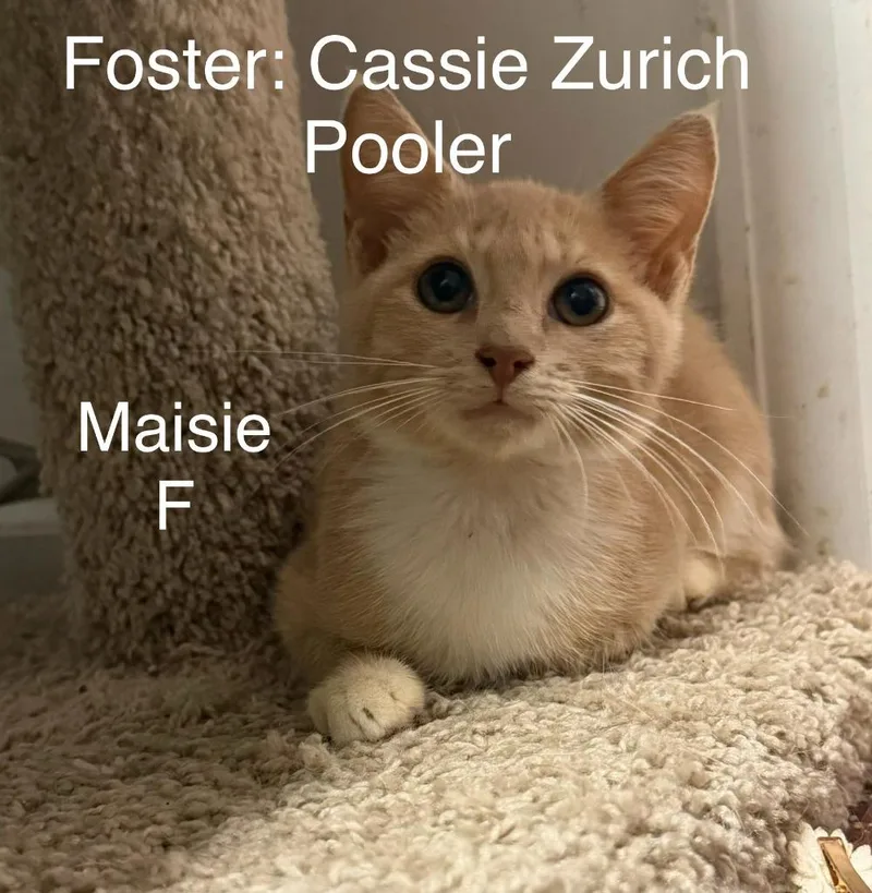 A baby small-sized female Domestic Short Hair cat named Maisie for adoption in Darien, GA