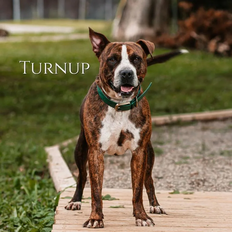 Turnup thumbnail 2