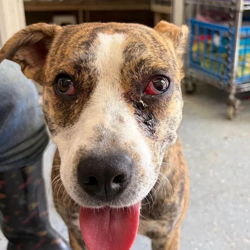 An adult medium-sized female Plott Hound dog named ALPHARETTA Alicent "Allie" for adoption in Blairsville, GA